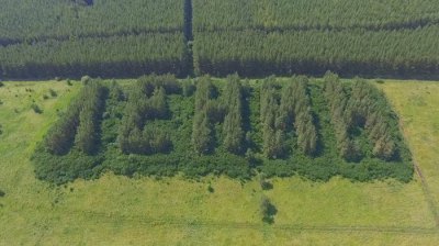 Надписи из деревьев, сделанные в СССР